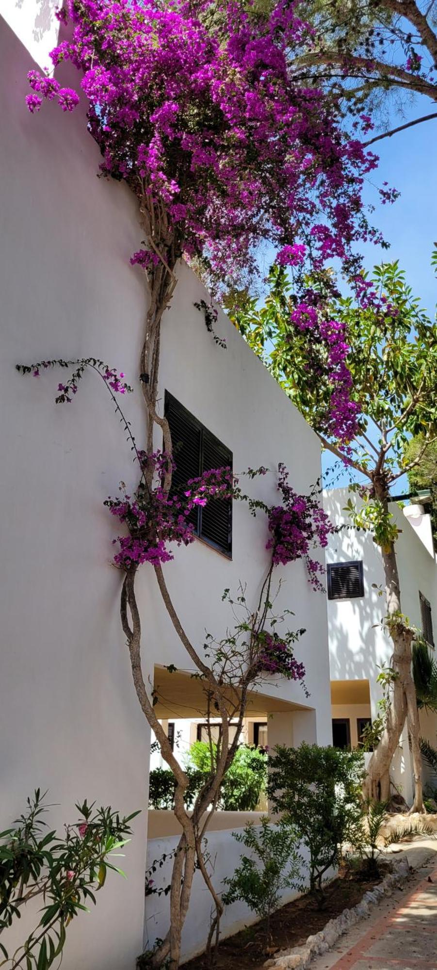 Club Cala Azul Hotel Cala Llenya  Exterior photo